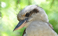 Laughing Kookaburra (Dacelo novaeguineae)